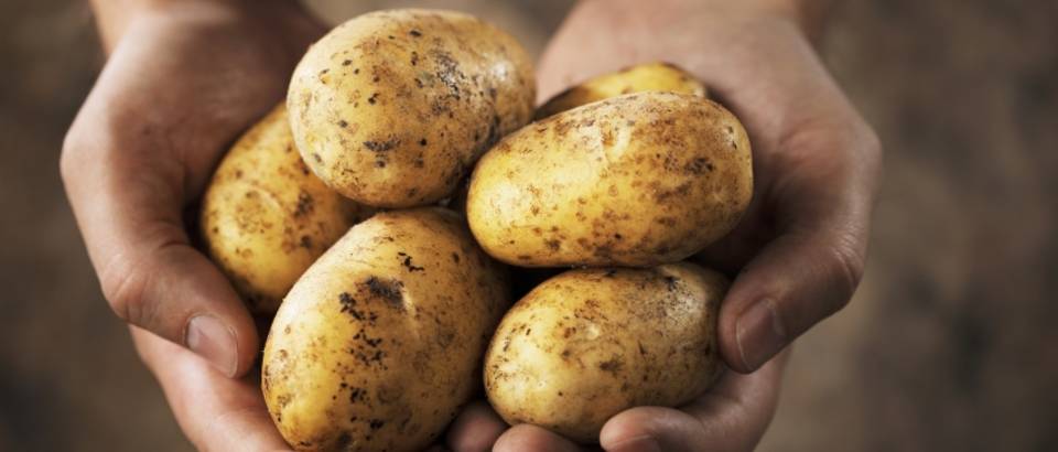 Krumpiri snižavaju krvni tlak pretilih osoba!